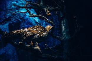 (幻想大陆名将选择)幻想名将录:揭秘平民最强阵容,打造绝对无敌阵容! (幻想大陆名将选择)幻想名将录:揭秘平民最强阵容,打造绝对无敌阵容!