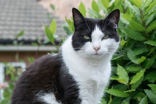 (小小大星球百科)探寻小小大星球：体验微观世界中的无穷魅力与奇妙冒险