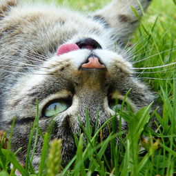 开心猫舍官方:让您的猫咪快乐健康,提供专业的照顾和关爱服务 开心猫舍官方:让您的猫咪快乐健康,提供专业的照顾和关爱服务