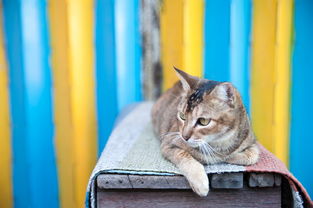 (猫旅馆物语旅行攻略)猫旅馆物语会不会因为经营不善而面临倒闭的命运? (猫旅馆物语旅行攻略)猫旅馆物语会不会因为经营不善而面临倒闭的命运?