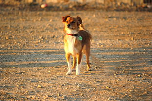 探索繁殖之谜:迷宫桃子移植版的挑战与奇迹 探索繁殖之谜:迷宫桃子移植版的挑战与奇迹