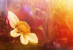 (如何让热爱飞翔的小鸟多赚取金币呢)如何让热爱飞翔的小鸟多赚取金币？