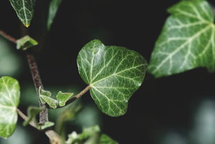 (对光线要求低的绿植)最适合低光环境的10种大型室内植物,它们的生长力超乎想象 (对光线要求低的绿植)最适合低光环境的10种大型室内植物,它们的生长力超乎想象