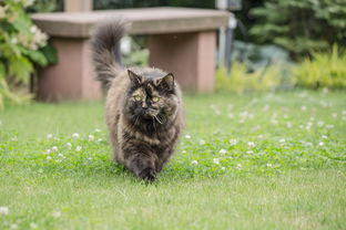(猫和香水)揭秘花与香水与猫金色种子获取方法的奥秘 (猫和香水)揭秘花与香水与猫金色种子获取方法的奥秘