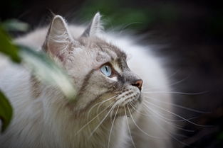 (猫和香水)揭秘花与香水与猫金色种子获取方法的奥秘 (猫和香水)揭秘花与香水与猫金色种子获取方法的奥秘