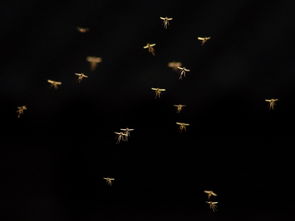 (舞动精灵!)舞动精灵三大神曲全解: 让你沉浸在音乐魔力中的舞动之旅 (舞动精灵!)舞动精灵三大神曲全解: 让你沉浸在音乐魔力中的舞动之旅
