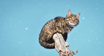 (猫灵相册手游官网)猫灵相册单机纪念版:探寻神秘猫灵世界的冒险之旅 (猫灵相册手游官网)猫灵相册单机纪念版:探寻神秘猫灵世界的冒险之旅