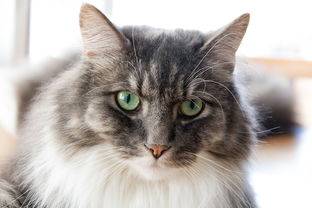 (探索猫粮怎么样)探索猫咪和汤官方正版:享受独特猫咪汤文化的无限乐趣与创意 (探索猫粮怎么样)探索猫咪和汤官方正版:享受独特猫咪汤文化的无限乐趣与创意