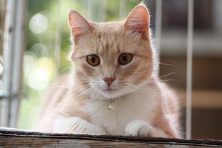 (探索猫粮怎么样)探索猫咪和汤官方正版:享受独特猫咪汤文化的无限乐趣与创意 (探索猫粮怎么样)探索猫咪和汤官方正版:享受独特猫咪汤文化的无限乐趣与创意
