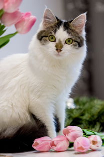 (猫咪打完疫苗后一直不吃东西)怎么办?猫咪打疫苗后突然蔫了不吃不喝,应该怎么处理? (猫咪打完疫苗后一直不吃东西)怎么办?猫咪打疫苗后突然蔫了不吃不喝,应该怎么处理?