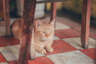 (猫咪公寓二的所有猫咪图鉴)猫咪公寓2突然消失?传言称要跑路?真相揭晓! (猫咪公寓二的所有猫咪图鉴)猫咪公寓2突然消失?传言称要跑路?真相揭晓!