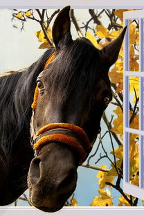 香港马正版免费资料来了|现状分析解释落实_单独版.5.311 香港马正版免费资料来了|现状分析解释落实_单独版.5.311