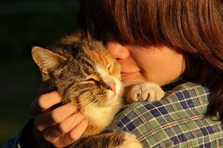 (猫和老鼠的节目)猫和老鼠:那些年我们一起追逐的欢笑与智慧对决 (猫和老鼠的节目)猫和老鼠:那些年我们一起追逐的欢笑与智慧对决