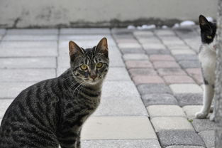 (小猫咪 小游戏)精彩纷呈的小猫咪游戏大全,快来体验可爱喵星人的乐趣! (小猫咪 小游戏)精彩纷呈的小猫咪游戏大全,快来体验可爱喵星人的乐趣!