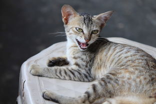 (农村的猫是什么猫)农村里的猫到底是什么品种,有哪些特点和特征? (农村的猫是什么猫)农村里的猫到底是什么品种,有哪些特点和特征?