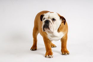 (封神人物素材)从封神小人物到逆袭英雄：一个感人不已的成长故事