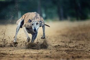 (细犬视频)怎么打开细狗视频免费版网页版?操作简易易懂指南 (细犬视频)怎么打开细狗视频免费版网页版?操作简易易懂指南