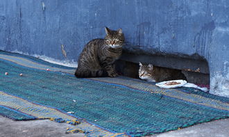 最强猫猫饲养指南:从饮食、健康到行为训练,全方位教你如何成为合格的铲屎官 最强猫猫饲养指南:从饮食、健康到行为训练,全方位教你如何成为合格的铲屎官