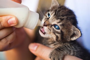 (猫中暑能自己恢复吗?如何帮助猫自我康复)猫中暑能自己恢复吗?如何帮助猫自我康复? (猫中暑能自己恢复吗?如何帮助猫自我康复)猫中暑能自己恢复吗?如何帮助猫自我康复?