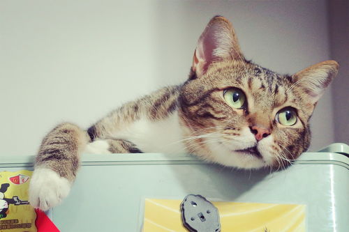 (猫中暑能自己恢复吗?如何帮助猫自我康复)猫中暑能自己恢复吗?如何帮助猫自我康复? (猫中暑能自己恢复吗?如何帮助猫自我康复)猫中暑能自己恢复吗?如何帮助猫自我康复?