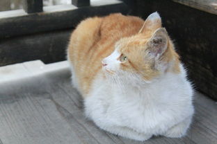 (猫婆婆的照片)猫婆婆的幸福公寓:享受无广告的宁静生活和美好时光 (猫婆婆的照片)猫婆婆的幸福公寓:享受无广告的宁静生活和美好时光