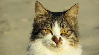 (猫婆婆的照片)猫婆婆的幸福公寓:享受无广告的宁静生活和美好时光 (猫婆婆的照片)猫婆婆的幸福公寓:享受无广告的宁静生活和美好时光