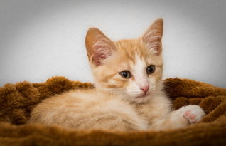 (亲猫咪的嘴巴,猫咪心理反应)“亲吻猫咪嘴巴的注意事项:这样做对猫咪健康有影响吗?” (亲猫咪的嘴巴,猫咪心理反应)“亲吻猫咪嘴巴的注意事项:这样做对猫咪健康有影响吗?”