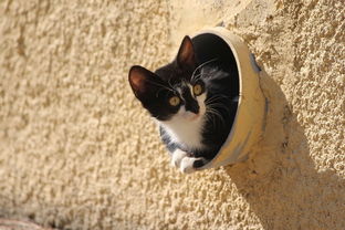 (带着猫上火车)细节揭秘:带猫咪偷偷上火车攻略,成功出行必备技巧 (带着猫上火车)细节揭秘:带猫咪偷偷上火车攻略,成功出行必备技巧