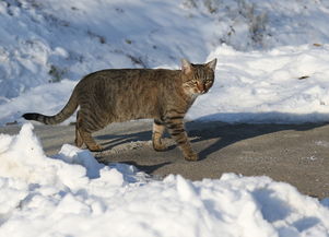 (猫咪天堂游戏家具全收集图鉴)探秘猫咪天堂攻略：如何选择适合宠物的家具？
