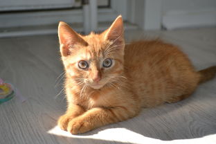 (香水 猫咪)花香水猫配方大全:搭建一个迷人的氛围 (香水 猫咪)花香水猫配方大全:搭建一个迷人的氛围