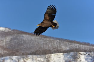 复仇狗联盟超清:雪犬、哈士奇、贵宾联手,打造全新超清复仇之路! 复仇狗联盟超清:雪犬、哈士奇、贵宾联手,打造全新超清复仇之路!