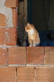 (猫咪解答)猫咪解忧馆app:让可爱的小猫咪陪伴你,化解压力与忧愁 (猫咪解答)猫咪解忧馆app:让可爱的小猫咪陪伴你,化解压力与忧愁