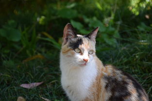 探寻神仙之路,畅玩神仙道手游,体验仙侠世界的奇幻冒险和无尽乐趣 探寻神仙之路,畅玩神仙道手游,体验仙侠世界的奇幻冒险和无尽乐趣