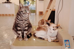 (猫猫咖啡屋攻略)猫猫咖啡屋停服:情深意切,网友纷纷送别,期待再相逢。 (猫猫咖啡屋攻略)猫猫咖啡屋停服:情深意切,网友纷纷送别,期待再相逢。