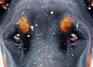 (狗狗反击主人)狗犬反击最狠的三个绝招,让你不得不重新审视它们的力量! (狗狗反击主人)狗犬反击最狠的三个绝招,让你不得不重新审视它们的力量!