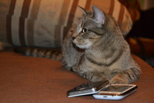探索猫酱是什么意思? 猫酱代表什么?猫酱有什么特殊含义?了解猫酱的起源和意义 探索猫酱是什么意思? 猫酱代表什么?猫酱有什么特殊含义?了解猫酱的起源和意义