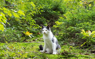 王者猎人网页版玩法详解:从新手入门到高手进阶,一站式掌握核心战术技巧 王者猎人网页版玩法详解:从新手入门到高手进阶,一站式掌握核心战术技巧