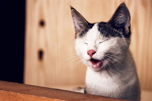(猫灵相册好玩吗)深度剖析:猫灵相册停服背后的原因及对于用户影响的综合评估 (猫灵相册好玩吗)深度剖析:猫灵相册停服背后的原因及对于用户影响的综合评估
