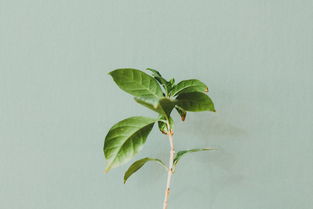 (植物保卫战最新版)植物保卫战汉化版:畅享策略塔防的乐趣与植物的奇妙战斗体验 (植物保卫战最新版)植物保卫战汉化版:畅享策略塔防的乐趣与植物的奇妙战斗体验