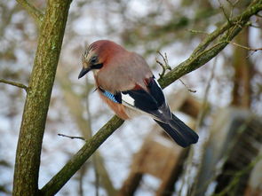 全民大作战:团结一心,共同抗击挑战,齐心协力迎战未知挑战。 全民大作战:团结一心,共同抗击挑战,齐心协力迎战未知挑战。