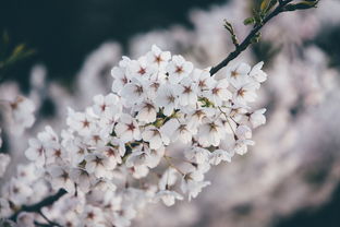 (三生三世十里桃花58集全在线)三生三世十里桃花免费观看流畅，无需付费，尽享精彩剧情