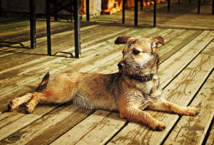 (魂斗罗单机版免费下载)超全收录:经典重现的魂斗罗单机版游戏大全欣赏与下载 (魂斗罗单机版免费下载)超全收录:经典重现的魂斗罗单机版游戏大全欣赏与下载