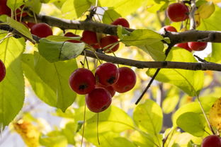 冠中冠肖国栋与马克威廉姆斯对决，谁能笑到最后的决赛胜利？