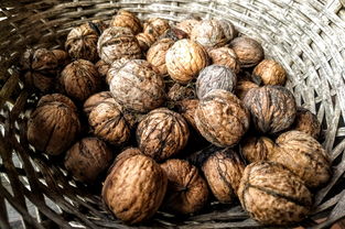 参加坚果夏令营的体验如何?孩子们在夏令营中都会有什么样的收获? 参加坚果夏令营的体验如何?孩子们在夏令营中都会有什么样的收获?