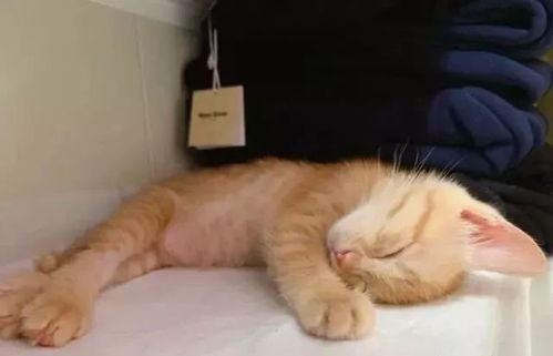 偷吃零食的猫下载手机版2024正版更新版-偷吃零食的猫中文版安卓下载v.2.12