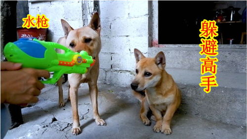 狗狗逃生射击下载中文-狗狗逃生射击玩穿越下载v.2.13 狗狗逃生射击下载中文-狗狗逃生射击玩穿越下载v.2.13