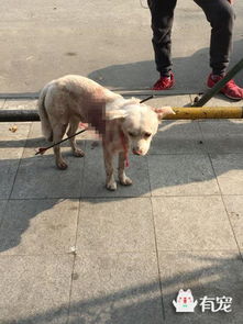 狗狗逃生射击下载中文-狗狗逃生射击玩穿越下载v.2.13 狗狗逃生射击下载中文-狗狗逃生射击玩穿越下载v.2.13