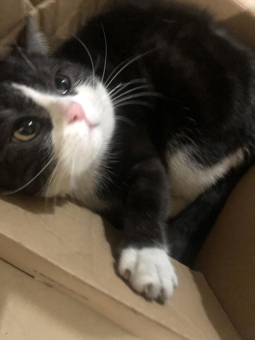 我家猫开的修仙中心供应无限鱼干，猫咪们修炼之余尽享美味盛宴