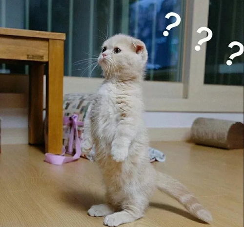 猫猫火车最新消息：全新列车线路即将开通，敬请期待！