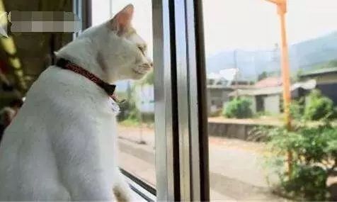 猫猫火车最新消息：全新列车线路即将开通，敬请期待！